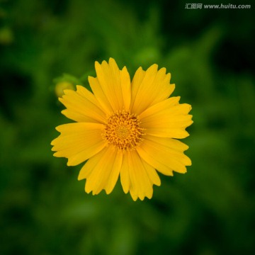 野菊花