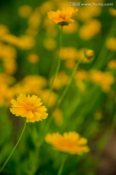 野菊花