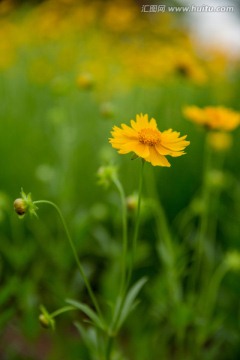 野菊花