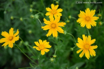 野菊花