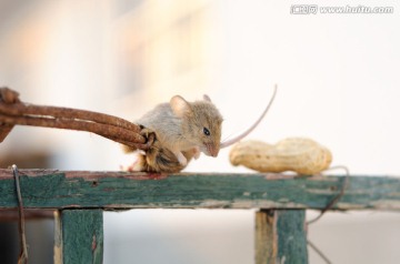 老鼠夹子和花生