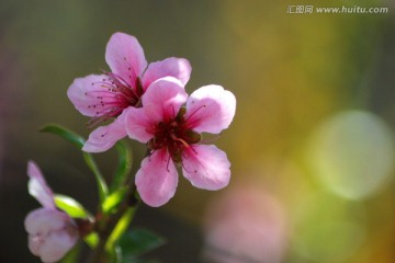 桃花  花卉 花朵 春花