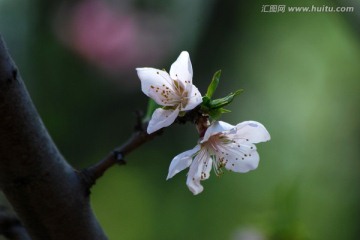 桃花  花卉 花朵 春花