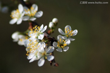 李子花 花卉 花朵 花瓣