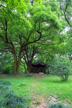 香樟树 亭子