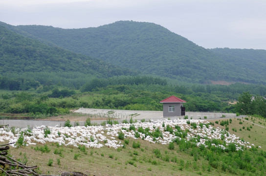 鹅群 养鹅场