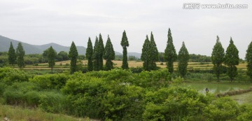 麦田水杉田野