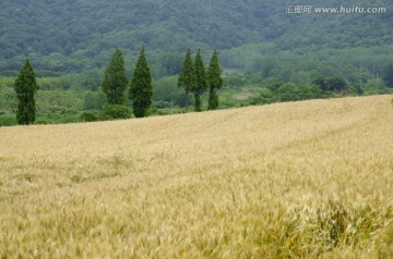 青山 水杉树 麦熟