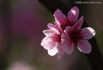 桃花 花朵 花卉 春花 花瓣