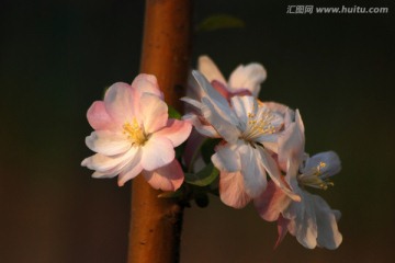 海棠花 花卉 花朵 海棠花开