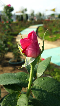 玫瑰花