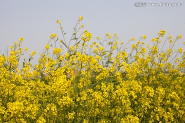 油菜花 金黄 花卉 植物 静物