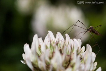 大蚊子与白花