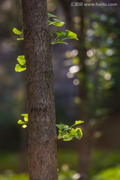 银杏树