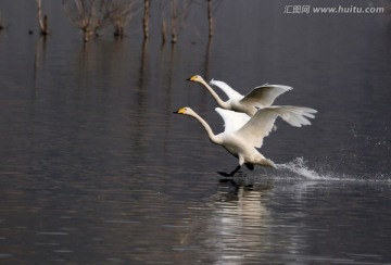 白天鹅