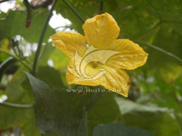 植物系列 黄色的丝瓜花