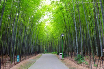 竹林 小道 竹海