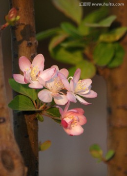 海棠花 花卉 花朵 海棠花开