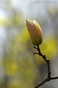 玉兰花 花卉 春花 含苞待放