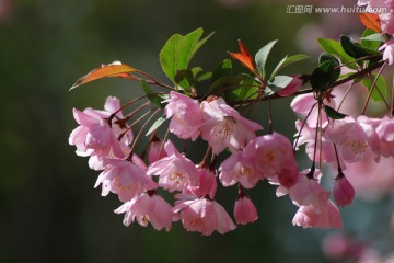 海棠花 垂丝海棠 花卉 花朵