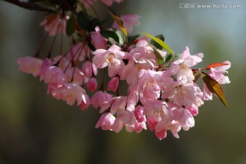 海棠花 垂丝海棠 花卉 花朵