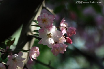 海棠花 垂丝海棠 花卉 花朵