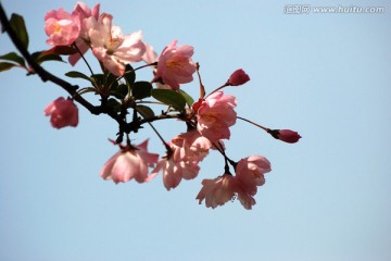 海棠花 垂丝海棠 花卉 花朵