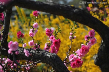 桃花 花朵 花卉 春花 花瓣