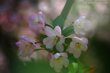 海棠花 垂丝海棠 花卉 花朵