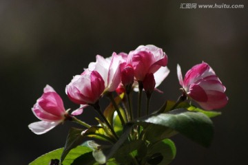 海棠花 花卉 花朵 春花