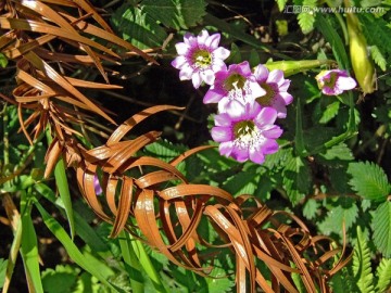 枯枝与野花