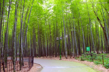 竹林 竹海 竹子