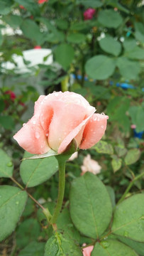 玫瑰花