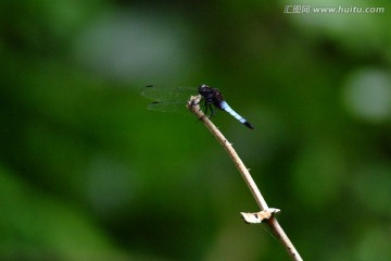 枝头上的蜻蜓