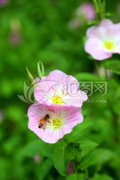 蜜蜂与野花壁纸