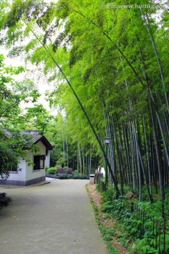 翠竹 竹子 竹林 竹海