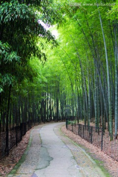竹林 小路