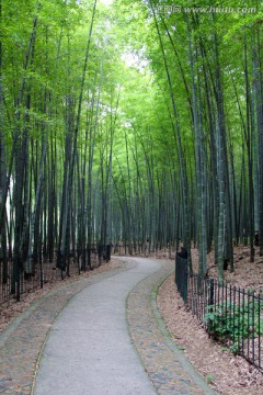 竹海 竹林小道