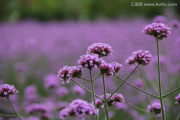 马鞭草 紫色小花