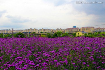 薰衣草 紫色花海 房产 建筑