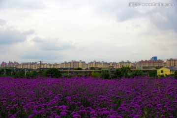 薰衣草 紫色花海 建筑
