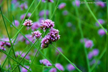 紫色小花 马鞭草