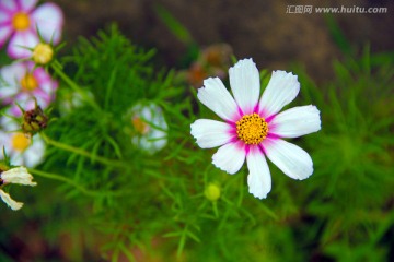 波斯菊特写