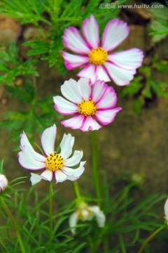 波斯菊