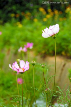 格桑花 波斯菊
