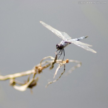 圆明园的蜻蜓
