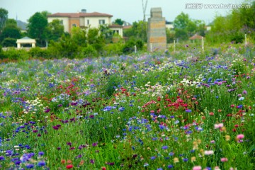 花海 矢车菊