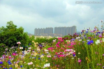 房产摄影 花海素材