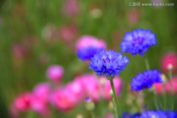 唯美矢车菊
