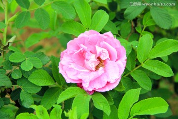 国色天香 牡丹